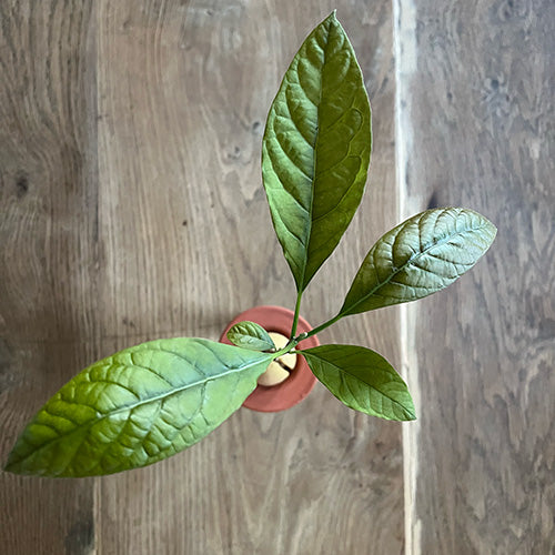 Avocat qui pousse dans un verre à l'aide d'un cône de propagation appelé aussi bobèche