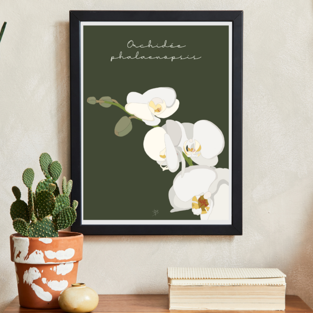 Affiche "Orchidée Phalaenopsis, l’orchidée papillon"