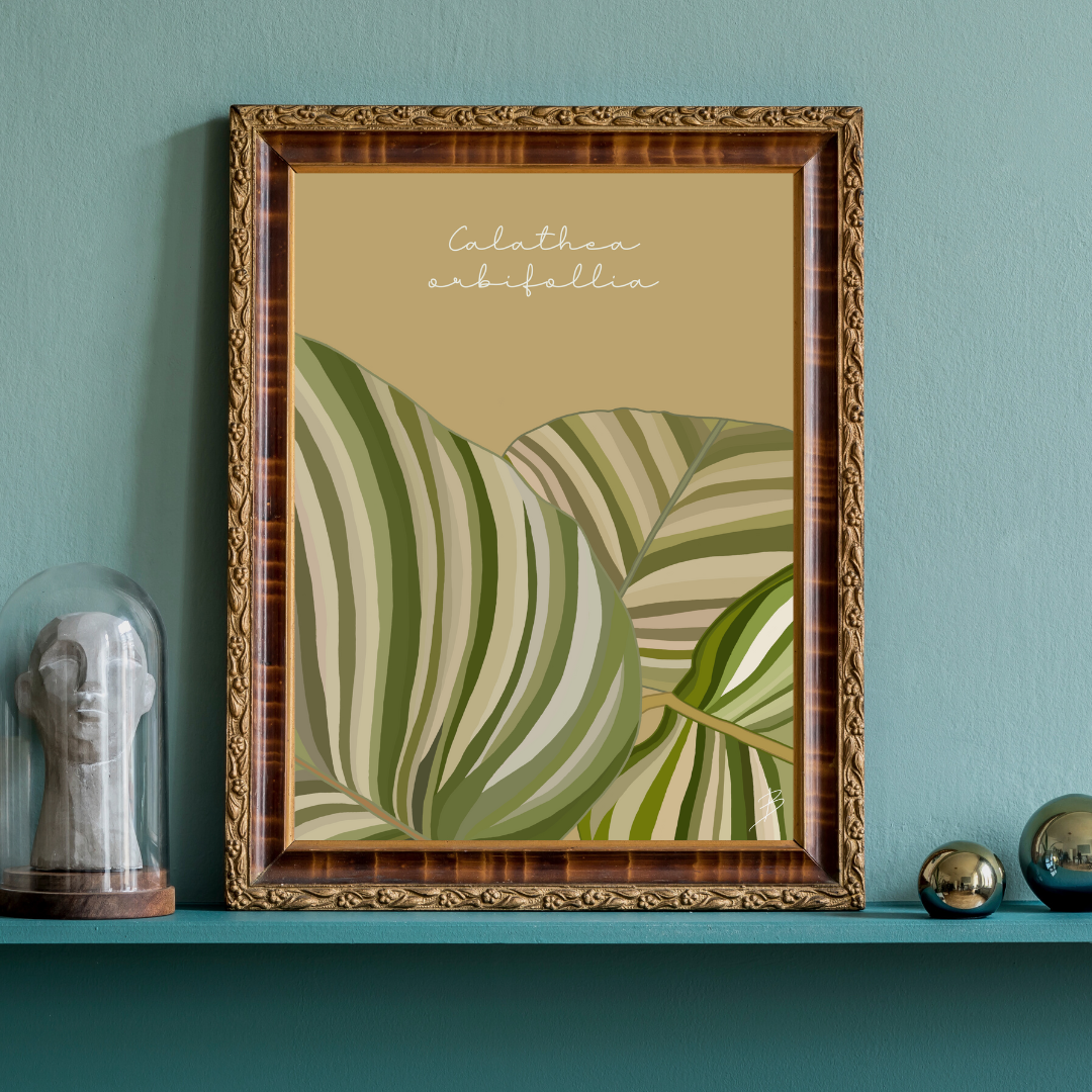 Affiche "Calathea Orbifolia, la plante prieuse"